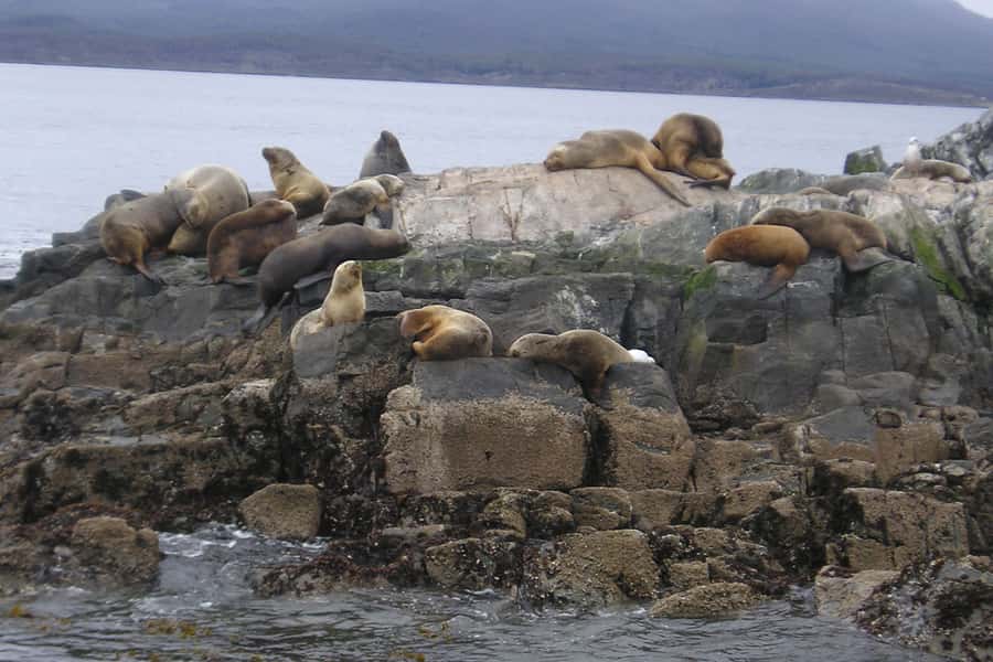 Ushuaia: Beagle Channel, Seal Island & Bridges Islands Tour - What the $88 Price Buys You