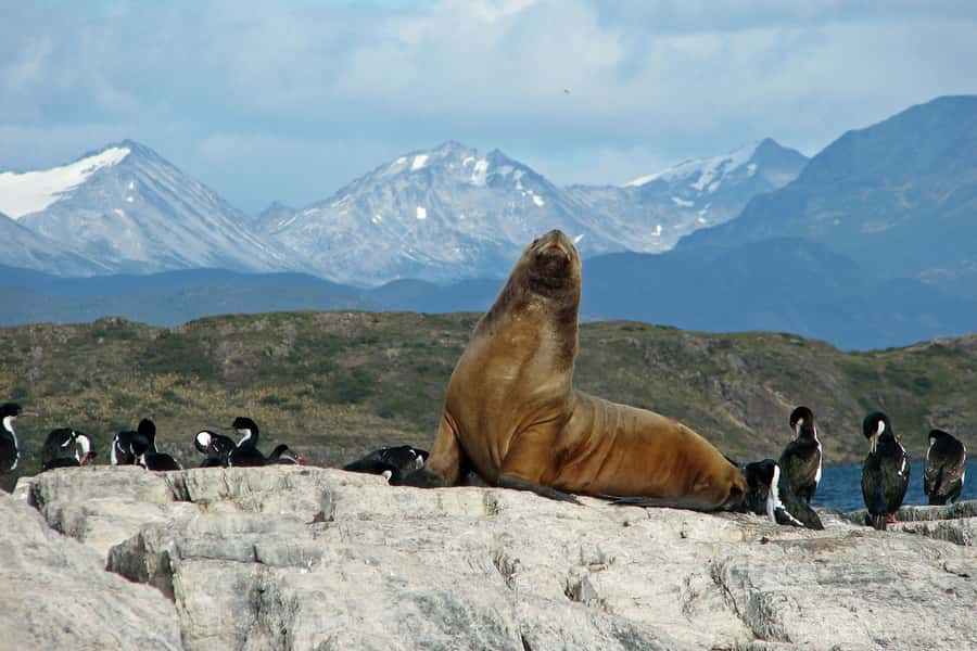 Ushuaia: Beagle Channel, Seal Island & Bridges Islands Tour - Who Will Enjoy This Beagle Channel Cruise