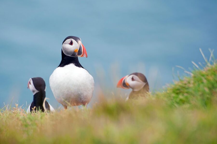 Westman Islands Day Tour from Reykjavik - Key points at a glance