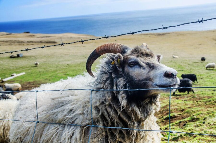 Westman Islands Day Tour from Reykjavik - From Reykjavik to Seljalandsfoss
