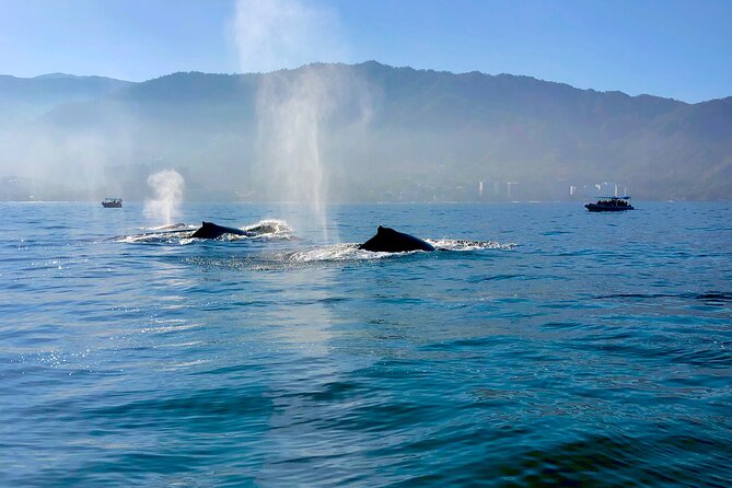 Whale Watching and Los Arcos 5 Islands Adventure - What the $79 price really covers