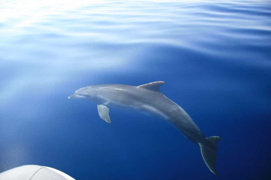 Zadar:Speedboat Tour Thrill Ride with Snorkeling on 3 island - Who should book this tour?